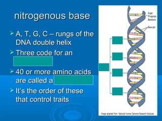 nitrogenous base
 A, T, G, C – rungs of the
  DNA double helix
 Three code for an
  amino acid
 40 or more amino acids
  are called a protein
 It’s the order of these
  that control traits
 
