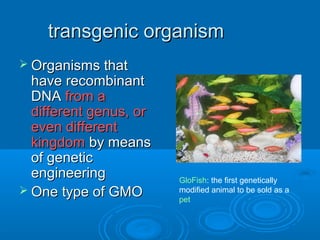 transgenic organism
 Organisms that
  have recombinant
  DNA from a
  different genus, or
  even different
  kingdom by means
  of genetic
  engineering           GloFish: the first genetically
 One type of GMO       modified animal to be sold as a
                        pet
 