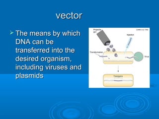 vector
 The means by which
 DNA can be
 transferred into the
 desired organism,
 including viruses and
 plasmids
 