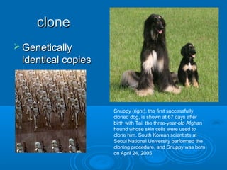 clone
 Genetically
 identical copies



                    Snuppy (right), the first successfully
                    cloned dog, is shown at 67 days after
                    birth with Tai, the three-year-old Afghan
                    hound whose skin cells were used to
                    clone him. South Korean scientists at
                    Seoul National University performed the
                    cloning procedure, and Snuppy was born
                    on April 24, 2005
 