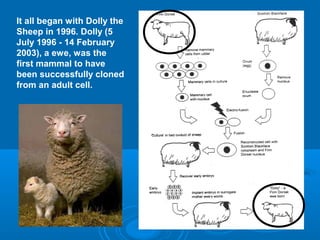 It all began with Dolly the
Sheep in 1996. Dolly (5
July 1996 - 14 February
2003), a ewe, was the
first mammal to have
been successfully cloned
from an adult cell.
 