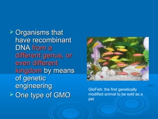  Organisms that
  have recombinant
  DNA from a
  different genus, or
  even different
  kingdom by means
  of genetic
  engineering           GloFish: the first genetically
 One type of GMO       modified animal to be sold as a
                        pet
 