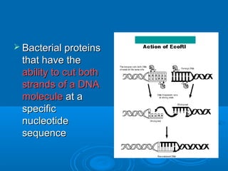 Bacterial proteins
 that have the
 ability to cut both
 strands of a DNA
 molecule at a
 specific
 nucleotide
 sequence
 