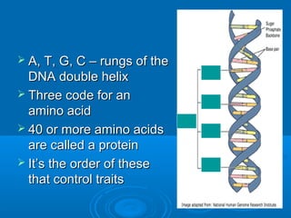  A, T, G, C – rungs of the
  DNA double helix
 Three code for an
  amino acid
 40 or more amino acids
  are called a protein
 It’s the order of these
  that control traits
 