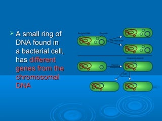  A small ring of
 DNA found in
 a bacterial cell,
 has different
 genes from the
 chromosomal
 DNA
 