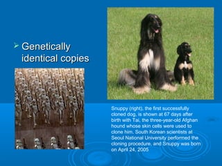  Genetically
 identical copies



                    Snuppy (right), the first successfully
                    cloned dog, is shown at 67 days after
                    birth with Tai, the three-year-old Afghan
                    hound whose skin cells were used to
                    clone him. South Korean scientists at
                    Seoul National University performed the
                    cloning procedure, and Snuppy was born
                    on April 24, 2005
 