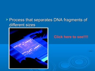  Process that separates DNA fragments of
 different sizes

                        Click here to see!!!!
 