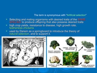The term is synonymous with "Artificial selection"
 Selecting and mating organisms with desired traits of the SAME
  SPECIES to produce offspring that also possess desired traits
 high crop yields, resistance to disease, high growth rate,
  featherless chickens
 used by Darwin as a springboard to introduce the theory of
  natural selection, and to support it.
 