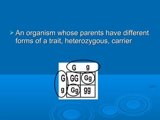  An organism  whose parents have different
 forms of a trait, heterozygous, carrier
 