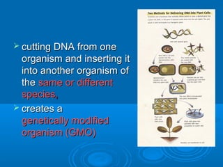 cutting DNA from one
  organism and inserting it
  into another organism of
  the same or different
  species,
 creates a
  genetically modified
  organism (GMO)
 