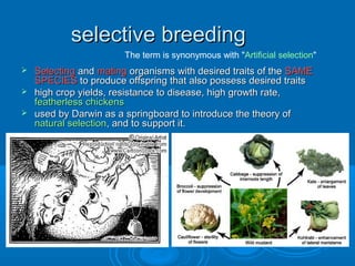 selective breeding
                      The term is synonymous with "Artificial selection"
 Selecting and mating organisms with desired traits of the SAME
  SPECIES to produce offspring that also possess desired traits
 high crop yields, resistance to disease, high growth rate,
  featherless chickens
 used by Darwin as a springboard to introduce the theory of
  natural selection, and to support it.
 