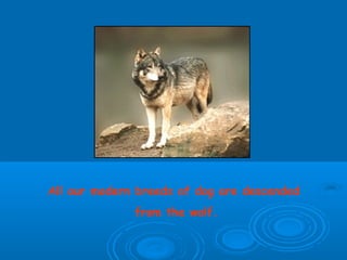 All our modern breeds of dog are descended
              from the wolf.
 