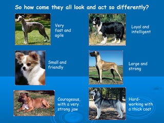 So how come they all look and act so differently?


               Very                       Loyal and
               fast and                   intelligent
               agile




            Small and                    Large and
            friendly                     strong




                Courageous,              Hard-
                with a very              working with
                strong jaw               a thick coat
 