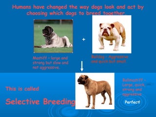 Humans have changed the way dogs look and act by
      choosing which dogs to breed together.




                                 +

           Mastiff – large and       Bulldog – Aggressive
           strong but slow and       and quick but small.
           not aggressive.


                                                     Bullmastiff –
                                                     Large, quick,
This is called                                       strong and
                                                     aggressive

Selective Breeding                                     Perfect!
 