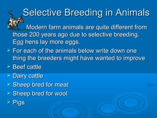 Selective Breeding in Animals
        Modern farm animals are quite different from
    those 200 years ago due to selective breeding.
    Egg hens lay more eggs.
   For each of the animals below write down one
    thing the breeders might have wanted to improve
   Beef cattle
   Dairy cattle
   Sheep bred for meat
   Sheep bred for wool
   Pigs
 