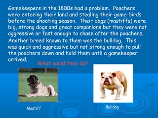 B26 vq applied genetics | PPT