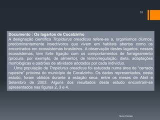 10




Documento : Os lagartos de Cocalzinho
A designação científica Tropidurus oreadicus refere-se a, organismos diurnos,
predominantemente insectívoros que vivem em habitats abertos como os
encontrados em ecossistemas brasileiros. A observação destes lagartos, nesses
ecossistemas, tem forte ligação com os comportamentos de forrageamento
(procura, por exemplo, de alimento), de termorregulação, dieta, adaptações
morfológicas e padrões de atividade adotados por cada indivíduo.
   Uma população de Tropidurus oreadicus foi estudada numa área de “cerrado
rupestre” próxima do município de Cocalzinho. Os dados representados, neste
estudo, foram obtidos durante a estação seca, entre os meses de Abril e
Setembro de 2003. Alguns dos resultados deste estudo encontram-se
apresentados nas figuras 2, 3 e 4.




                                                           Nuno Correia
 