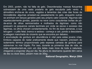 Em 2003, porém, não há falta de gelo. Desordenadas massas flutuantes      2
sobressaem de uma vasta pradaria de gelo esculpida pelo vento. A
atmosfera enche-se de uivos, vagidos e lamentos das crias das focas da
Gronelândia: algumas arrastam-se pesadamente no gelo, enquanto outras
se aninham em berços gerados pelo seu próprio calor corporal. Algumas são
espetacularmente gordas, jazendo na neve como corpulentas borlas de pó-
de-arroz de olhos semicerrados e molhados de lágrimas: como não
possuem os pequenos canais lacrimais por onde se escoa o excesso das
lágrimas, os olhos choram constantemente. Ao fim de duas semanas, a sua
lanugem - o pêlo fetal, branco e sedoso - começa a cair, pondo a descoberto
a pelagem manchada de cinzento que se encontra por debaixo.
A acumulação de gordura em abundância é vital para estas jovens crias.
Embora capazes de nadar praticamente desde que nascem, precisam do
isolamento térmico proporcionado pela espessa camada de gordura para
sobreviver no mar frígido. Por isso, durante os primeiros dias de vida, as
crias empanturram-se com um dos leites mais ricos de toda a natureza,
chegando a engordar 2kg por dia. Na altura do desmame (quando têm cerca
de dez ou doze dias), pesam mais de 30kg.
                                         National Geographic, Março 2004


                                                              Nuno Correia
 