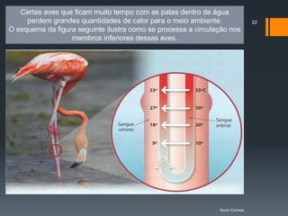 Certas aves que ficam muito tempo com as patas dentro de água
     perdem grandes quantidades de calor para o meio ambiente.                22
O esquema da figura seguinte ilustra como se processa a circulação nos
                  membros inferiores dessas aves.




                                                               Nuno Correia
 