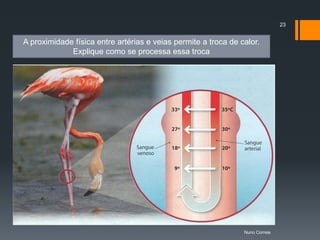 23


A proximidade física entre artérias e veias permite a troca de calor.
             Explique como se processa essa troca




                                                                Nuno Correia
 