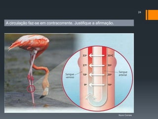 24



A circulação faz-se em contracorrente. Justifique a afirmação.




                                                                 Nuno Correia
 