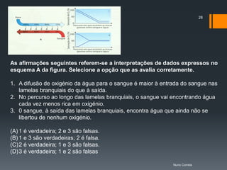 28




As afirmações seguintes referem-se a interpretações de dados expressos no
esquema A da figura. Selecione a opção que as avalia corretamente.

1. A difusão de oxigénio da água para o sangue é maior à entrada do sangue nas
   lamelas branquiais do que à saída.
2. No percurso ao longo das lamelas branquiais, o sangue vai encontrando água
   cada vez menos rica em oxigénio.
3. 0 sangue, à saída das lamelas branquiais, encontra água que ainda não se
   libertou de nenhum oxigénio.

(A) 1 é verdadeira; 2 e 3 são falsas.
(B) 1 e 3 são verdadeiras; 2 é falsa.
(C) 2 é verdadeira; 1 e 3 são falsas.
(D) 3 é verdadeira; 1 e 2 são falsas

                                                             Nuno Correia
 