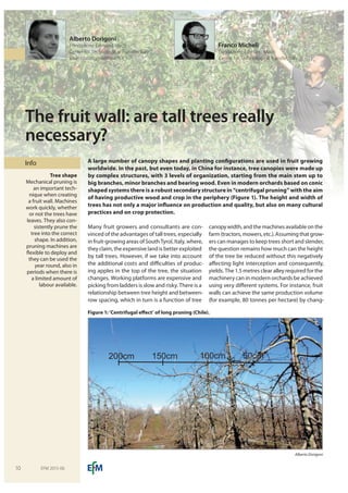 Info
The fruit wall: are tall trees really
necessary?
A large number of canopy shapes and planting configurations are used in fruit growing
worldwide. In the past, but even today, in China for instance, tree canopies were made up
by complex structures, with 3 levels of organization, starting from the main stem up to
big branches, minor branches and bearing wood. Even in modern orchards based on conic
shaped systems there is a robust secondary structure in “centrifugal pruning” with the aim
of having productive wood and crop in the periphery (Figure 1). The height and width of
trees has not only a major influence on production and quality, but also on many cultural
practices and on crop protection.
Many fruit growers and consultants are con-
vinced of the advantages of tall trees, especially
in fruit-growing areas of South Tyrol, Italy, where,
they claim, the expensive land is better exploited
by tall trees. However, if we take into account
the additional costs and difficulties of produc-
ing apples in the top of the tree, the situation
changes. Working platforms are expensive and
picking from ladders is slow and risky. There is a
relationship between tree height and between-
row spacing, which in turn is a function of tree
canopy width, and the machines available on the
farm (tractors, mowers, etc.). Assuming that grow-
ers can manages to keep trees short and slender,
the question remains how much can the height
of the tree be reduced without this negatively
affecting light interception and consequently,
yields. The 1.5 metres clear alley required for the
machinery can in modern orchards be achieved
using very different systems. For instance, fruit
walls can achieve the same production volume
(for example, 80 tonnes per hectare) by chang-
Tree shape
Mechanical pruning is
an important tech-
nique when creating
a fruit wall. Machines
work quickly, whether
or not the trees have
leaves. They also con-
sistently prune the
tree into the correct
shape. In addition,
pruning machines are
flexible to deploy and
they can be used the
year round, also in
periods when there is
a limited amount of
labour available.
Alberto Dorigoni
Fondazione Edmund Mach
Center for Technological Transfer, Italy
alberto.dorigoni@fmach.it
Franco Micheli
Fondazione Edmund Mach
Center for Technological Transfer, Italy
50cm100cm150cm200cm
Figure 1: ‘Centrifugal effect’ of long pruning (Chile).
Alberto Dorigoni
EFM 2015-0610
 