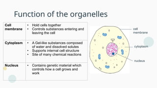 B2 Cells-cell structure and size of specimen.pptx