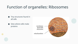 B2 Cells-cell structure and size of specimen.pptx