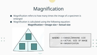 Magnification Cell Simple Example B2 Cells-cell structure and size of specimen.pptx
