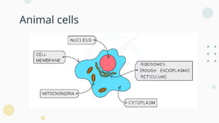 B2 Cells-cell structure and size of specimen.pptx
