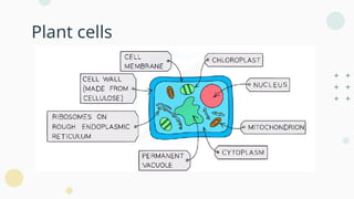 B2 Cells-cell structure and size of specimen.pptx