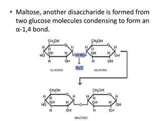 • Maltose, another disaccharide is formed from
  two glucose molecules condensing to form an
  α-1,4 bond.
 