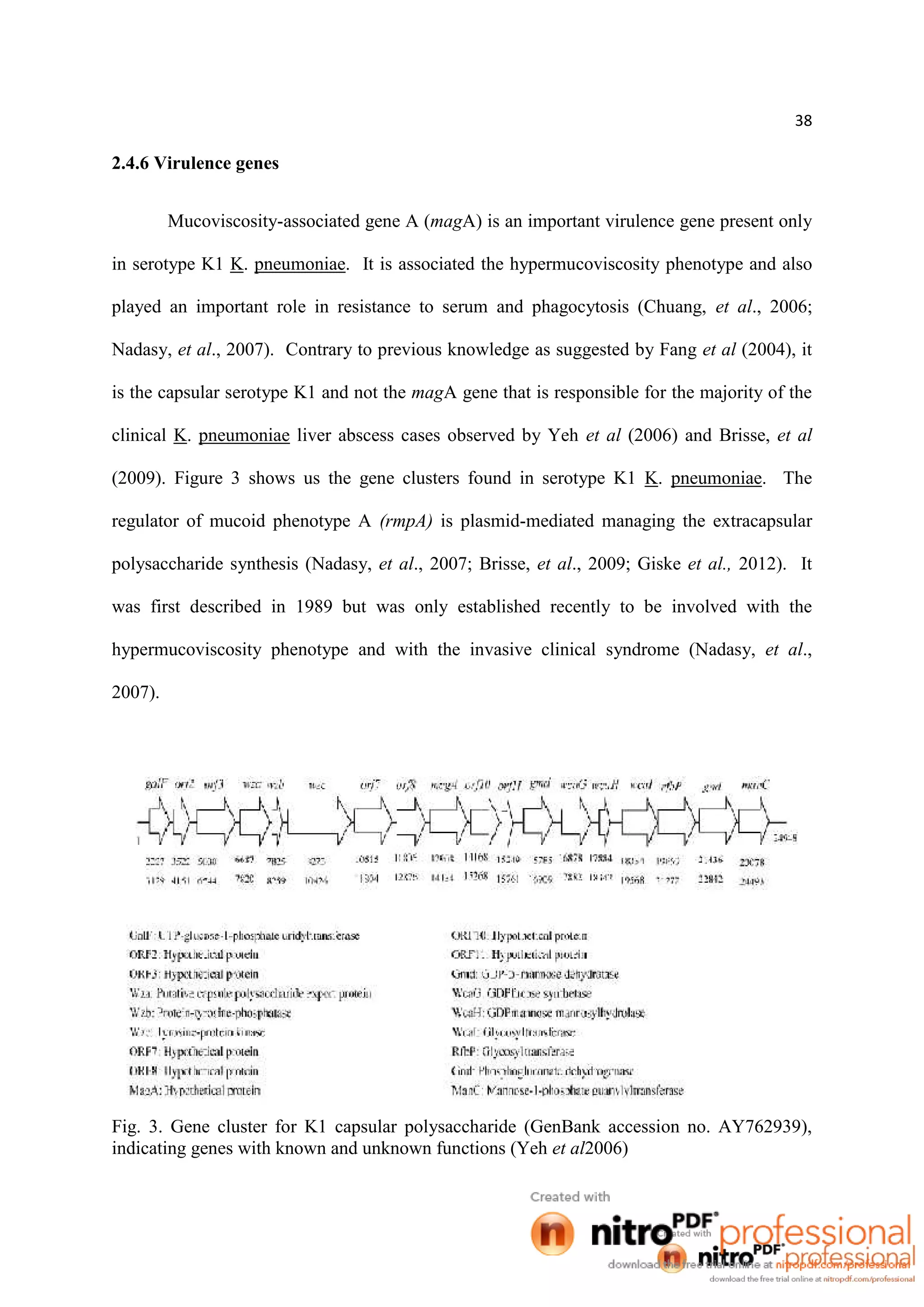 38
2.4.6 Virulence genes
Mucoviscosity-associated gene A (magA) is an important virulence gene present only
in serotype K1 K. pneumoniae. It is associated the hypermucoviscosity phenotype and also
played an important role in resistance to serum and phagocytosis (Chuang, et al., 2006;
Nadasy, et al., 2007). Contrary to previous knowledge as suggested by Fang et al (2004), it
is the capsular serotype K1 and not the magA gene that is responsible for the majority of the
clinical K. pneumoniae liver abscess cases observed by Yeh et al (2006) and Brisse, et al
(2009). Figure 3 shows us the gene clusters found in serotype K1 K. pneumoniae. The
regulator of mucoid phenotype A (rmpA) is plasmid-mediated managing the extracapsular
polysaccharide synthesis (Nadasy, et al., 2007; Brisse, et al., 2009; Giske et al., 2012). It
was first described in 1989 but was only established recently to be involved with the
hypermucoviscosity phenotype and with the invasive clinical syndrome (Nadasy, et al.,
2007).
Fig. 3. Gene cluster for K1 capsular polysaccharide (GenBank accession no. AY762939),
indicating genes with known and unknown functions (Yeh et al2006)
 