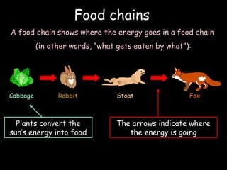 Food chains
A food chain shows where the energy goes in a food chain
(in other words, “what gets eaten by what”):
Cabbage Rabbit Stoat Fox
The arrows indicate where
the energy is going
Plants convert the
sun’s energy into food
 