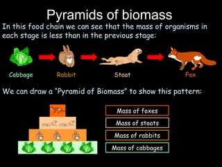 Pyramids of biomass
In this food chain we can see that the mass of organisms in
each stage is less than in the previous stage:
Cabbage Rabbit Stoat Fox
We can draw a “Pyramid of Biomass” to show this pattern:
Mass of cabbages
Mass of rabbits
Mass of stoats
Mass of foxes
 