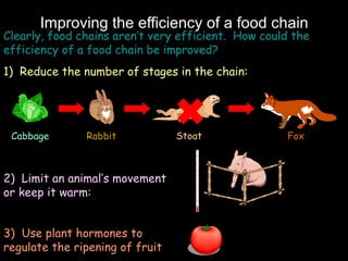 Improving the efficiency of a food chain
Clearly, food chains aren’t very efficient. How could the
efficiency of a food chain be improved?
1) Reduce the number of stages in the chain:
Cabbage Rabbit Stoat
2) Limit an animal’s movement
or keep it warm:
Fox
3) Use plant hormones to
regulate the ripening of fruit
 