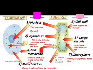 Plant cells vs. Animal cells
Both types of cell have these: Only plant cells
have these:
Nucleus
This controls
the cell
Cytoplasm
This is the jelly like
substance where
chemical reaction
take place
Cell wall
Gives support to
the cell
Large
vacuole
Large space
filled with cell
sapCell
membrane
Controls what goes
in and out of the
cell
1)
2)
3)
6)
5)
7)
Mitochondria
Energy is released here by respiration
4)
Chloroplasts
Where photosynthesis takes
place
 