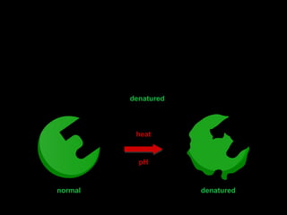 Factors affecting enzymes
If the temperature and pH changes sufficiently beyond an enzyme’s optimum, the
shape of the enzyme irreversibly changes.
normal denatured
heat
pH
This affects the shape of the active site and means that the enzyme will no
longer work.
When this happens the enzyme is denatured.
 