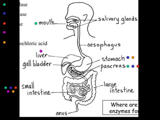 Amylase
Protease
Lipase
Bile
Hydrochloric acid
Where are the
enzymes found?
 