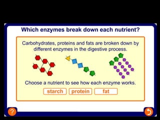 Enzymes of digestion
 