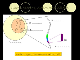 Chromosomes, Genes and Alleles
1. …………..
2. ……….......
3. ……………..
4. ………………
B
b
5. …………….
Nucleus, Gene, Chromosome, Allele, Cell
(b)
 