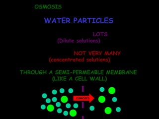 OSMOSIS IS THE MOVEMENT OF
WATER PARTICLES
FROM WHERE THERE ARE LOTS OF THEM
(Dilute solutions)
TO WHERE THERE ARE NOT VERY MANY OF THEM
(concentrated solutions)
THROUGH A SEMI-PERMEABLE MEMBRANE
(LIKE A CELL WALL)
OSMOSIS
 
