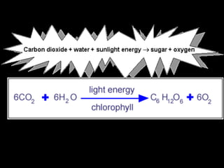 Photosynthesis - The equation
1. What factors are needed to make glucose?
2. What products are made by photosynthesis?
 