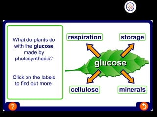 What happens to the glucose?
 