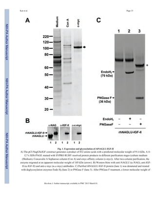 Fig. 1. Expression and glycosylation of rhNAGLU-IGF-II
A) The pCI-NagGScIGF construct generates a product of 832 amino acids with a predicted molecular weight of 91.6 kDa. A 4–
12 % SDS-PAGE stained with SYPRO RUBY resolved protein products in different purification stages (culture medium
(Medium), Concavalin A Sepharose column (Con A) and cmyc affinity column (c-myc)). After two-column purification, the
enzyme migrated at an apparent molecular weight of 105 kDa (arrow). B) Western blots with anti-NAGLU (α-NAG), anti-IGF-
II (α-IGF-II) and anti-c-myc (α-c-myc) antibodies. C) Purified rhNAGLU-IGF-II protein (lane 1) was denatured and treated
with deglycosylation enzymes Endo Hf (lane 2) or PNGase F (lane 3). After PNGase F treatment, a lower molecular weight of
Kan et al. Page 15
Biochem J. Author manuscript; available in PMC 2015 March 01.
NIH-PAAuthorManuscriptNIH-PAAuthorManuscriptNIH-PAAuthorManuscript
 