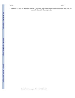 rhNAGLU-IGF-II of ~92 kDa is seen (asterisk). The enzymes Endo Hf and PNGase F appear in the treated lanes 2 and 3 as
bands at 70 kDa and 36 kDa, respectively.
Kan et al. Page 16
Biochem J. Author manuscript; available in PMC 2015 March 01.
NIH-PAAuthorManuscriptNIH-PAAuthorManuscriptNIH-PAAuthorManuscript
 