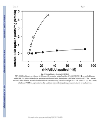 Fig. 3. Uptake kinetics of rhNAGLU-IGF-II
MPS IIIB fibroblasts were cultured for 4 hours with increasing units of purified rhNAGLU-IGF-II (●) or purified human
rhNAGLU (○). Intracellular enzyme activity was determined using the substrate 4-MUNG at 0.1 mM at 37 °C for 1 hour as
described in the methods. Molar concentrations were calculated using a molecular weight of 92 kDa for rhNAGLU-IGF2 and 82
kDa for rhNAGLU. A representative of at least three independent uptake experiments is shown for each enzyme.
Kan et al. Page 18
Biochem J. Author manuscript; available in PMC 2015 March 01.
NIH-PAAuthorManuscriptNIH-PAAuthorManuscriptNIH-PAAuthorManuscript
 