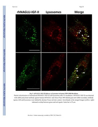 Fig. 5. rhNAGLU-IGF-II delivery to lysosomes in human MPS IIIB fibroblasts
Partial colocalization of internalized rhNAGLU-IGF-II with lysosomes after 4 h incubation. rhNAGLU-IGF-II was detected
with rabbit polyclonal antibody against human rhNAGLU and Alexa Fluor 488-labeled goat-anti-rabbit secondary antibody
(green, left) and lysosomes were labeled by dextran-Texas red (red, center). Arrowheads in the merged images (yellow, right)
indicated overlap between green and red signals. Scale bar is 25 µm.
Kan et al. Page 20
Biochem J. Author manuscript; available in PMC 2015 March 01.
NIH-PAAuthorManuscriptNIH-PAAuthorManuscriptNIH-PAAuthorManuscript
 