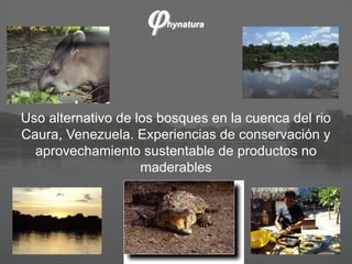j   hynatura




Uso alternativo de los bosques en la cuenca del rio
Caura, Venezuela. Experiencias de conservación y
  aprovechamiento sustentable de productos no
                    maderables
 